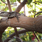 Amazon Lava Lizard