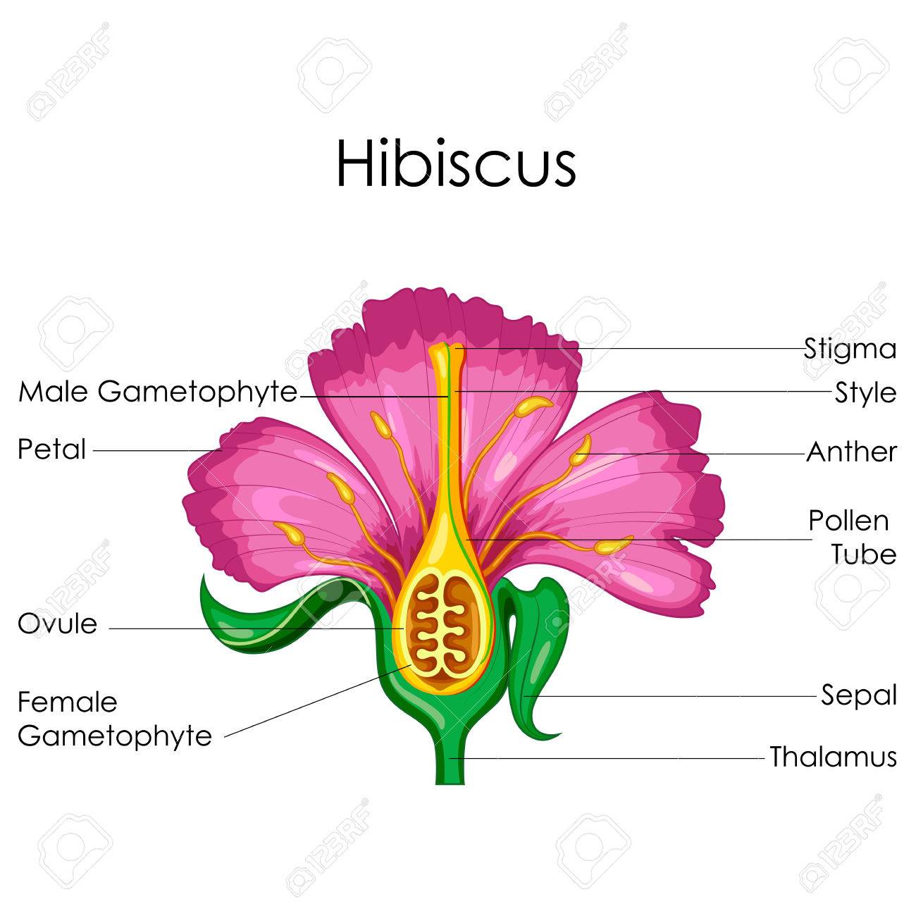 Education Chart Of Biology For Anatomy Of Hibiscus Flower Diagram Royalty  Free Cliparts, Vectors, And Stock Illustration. Image 80712757.