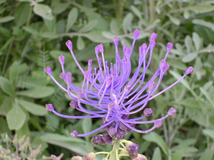 In fiore di lealvalu