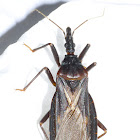 Triatomine Vector of Chagas´ Disease