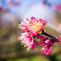 Fiori rosa... fiori di pesco di 