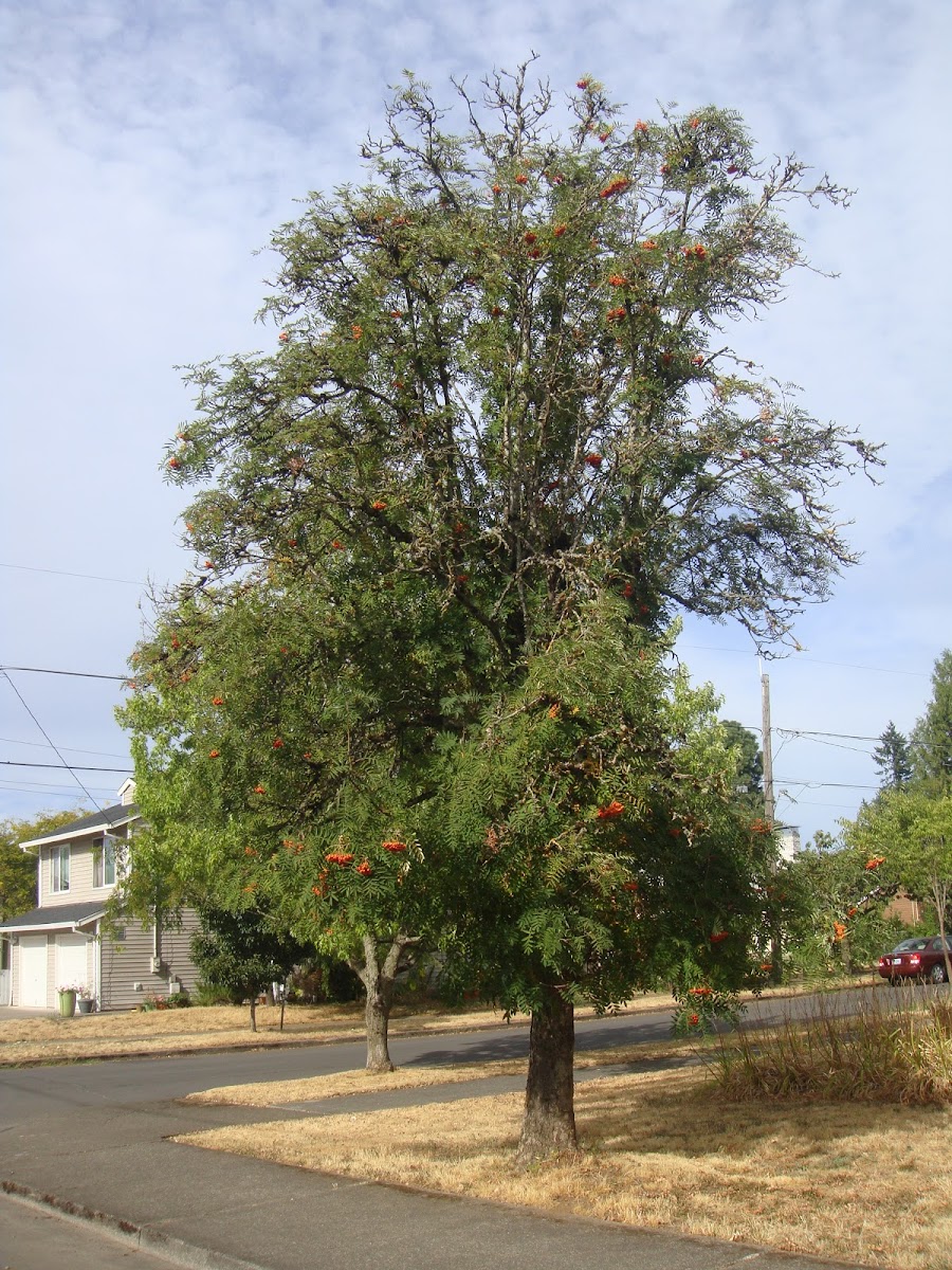 Rowan Tree