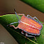 Lychee Shield Bug