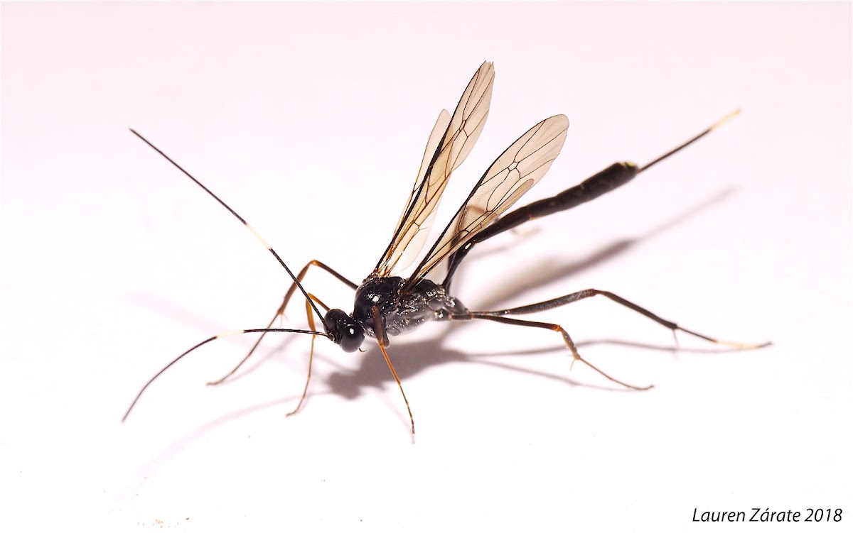 Ichneumonid Wasp