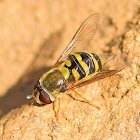 Common Banded Hoverfly