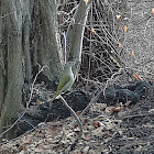 Grey-headed woodpecker