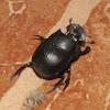 Dung Beetle