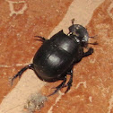 Dung Beetle