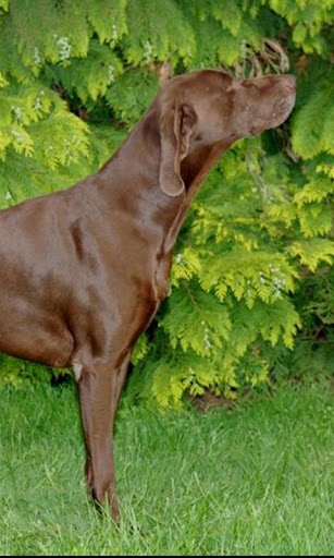 German Shorthaired Pointer