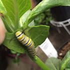 Monarch caterpillar