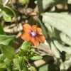 Red Chickweed