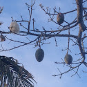 Silk Floss tree