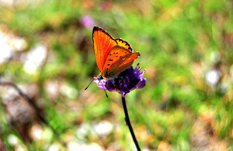 Colori da farfalla... di francyant