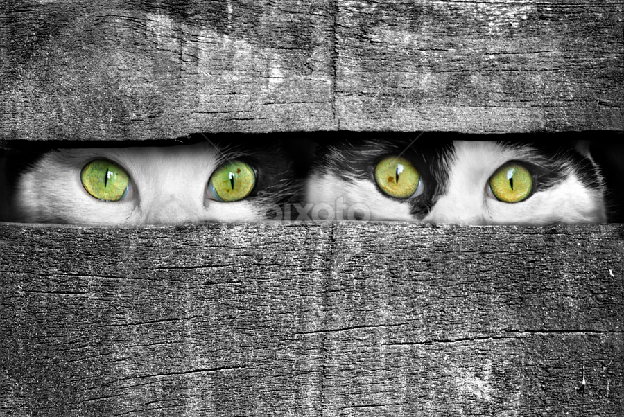 yellow and green eyes  portraits  animals  cats  pixoto