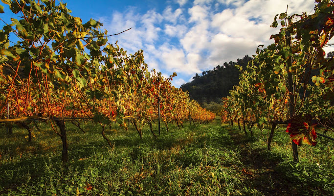 Dopo la vendemmia di Pino1963