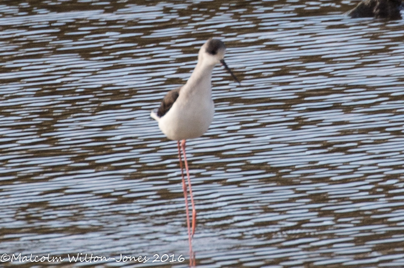 Black-winged Stilt; Cigúeñuela