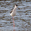 Black-winged Stilt; Cigúeñuela