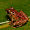 David Labang's Bush Frog