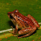 David Labang's Bush Frog