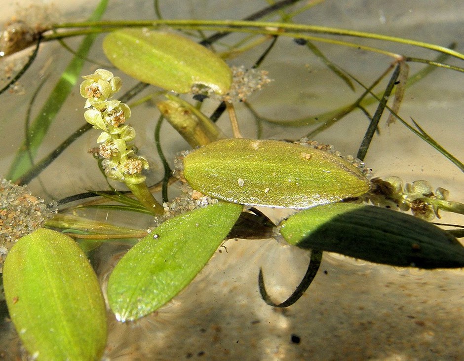 Рдест восьмитычинковый (Potamogeton octandrus)