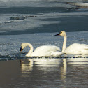 Trumpeter Swan