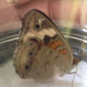 Common Buckeye