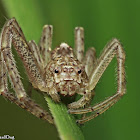 Crab Spider