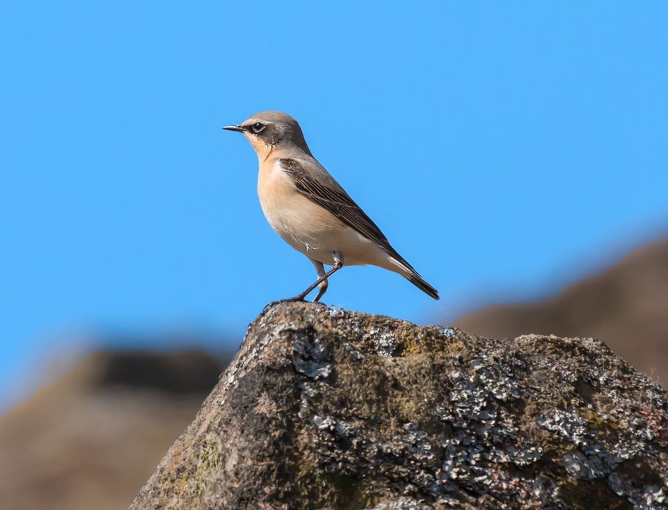 Northern Wheatear