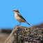 Northern Wheatear