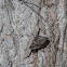 Brown Creeper