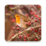 Cover Image of Download Bird Sounds 1.0 APK