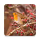 Download Bird Sounds For PC Windows and Mac 1.0