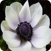 Anemone Wallpapers  Icon