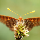 Chalcedon Checkerspot