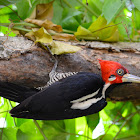 Crimson Crested Woodpecker