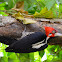 Crimson Crested Woodpecker