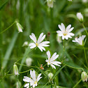 Greater Stitchwort