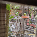 rose ringed parakeet