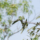 Green Bee Eater