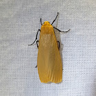 Yellow-Underwing Lichen Moth Male