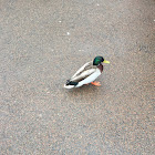 Male Mallard Duck