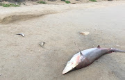 A de-finned bronze whaler female with two aborted pups miscarried on the beach as she could not swim and was washed aground, on the Cape south coast, after shark longliners were in the area. 