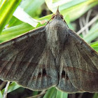 Velvetbean Caterpillar Moth