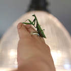 European Mantis