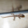 Brooke's House Gecko