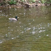 Male Mallard Duck