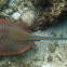 Blue-spotted Lagoon Ray