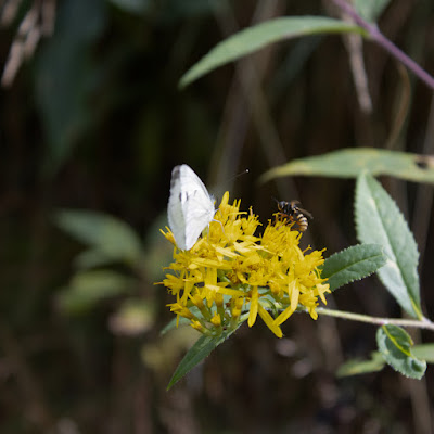 Un fiore per due  di mattia_contena