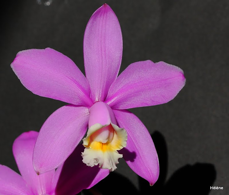 Cattleya harrisoniana (vendu pour loddigesii) 1_oiXcscHdhU3QhygudWFwOhdHESAwhxeNrbhFUsGAGa-awU2_72Lz1hHoL5KI13yuE4Vk2GtVavM294S7R593Rcgelak1Q2DAzPTRnQ9xOPtPb8AyWOLOc4myiuSbjcOIGdTXOhqFV7kxCvEKgtbwf0QSohmPiT-b8utLhU3Tcr3S1IZbDBCqNgptvODYBrQb5AZBDyEay__QObdMEtcvxlBMhXcfQMSaWosj7457Ln3rNCSfFArQXd1XglJByhTzzme1TkZ8bZC8KRhbEXY2KwQ0-GSBSfbbaRDkxLUc3aSRuyOY4fvLkg-1QCHsOy43E6J0W9YmKHDp-KQWMlEn5LkhLL7N6Wo21-dp5V11NA9PmARGqaTY6dGtSKjuJpvyGlEt_rPD7p0N1Df4d2gHJetllgP8eD661EOmkFpGoD68SzCYF5zBfGHLkSYfuHtbF66FcIR48IUV5C4NaX_AruMKTZ-aiHsYlTjDOOzWZlfSR64db9H0qnVFhNqYzJCXUM_t_dgNKGe74TEffVb1ViYwIqAHPRUaLA4pY3oEKOExwQPpC0Yp1GtvwLPPi27bCTPht49WbiDX3tFdQgXQRHn7K0_wY=w757-h645-no