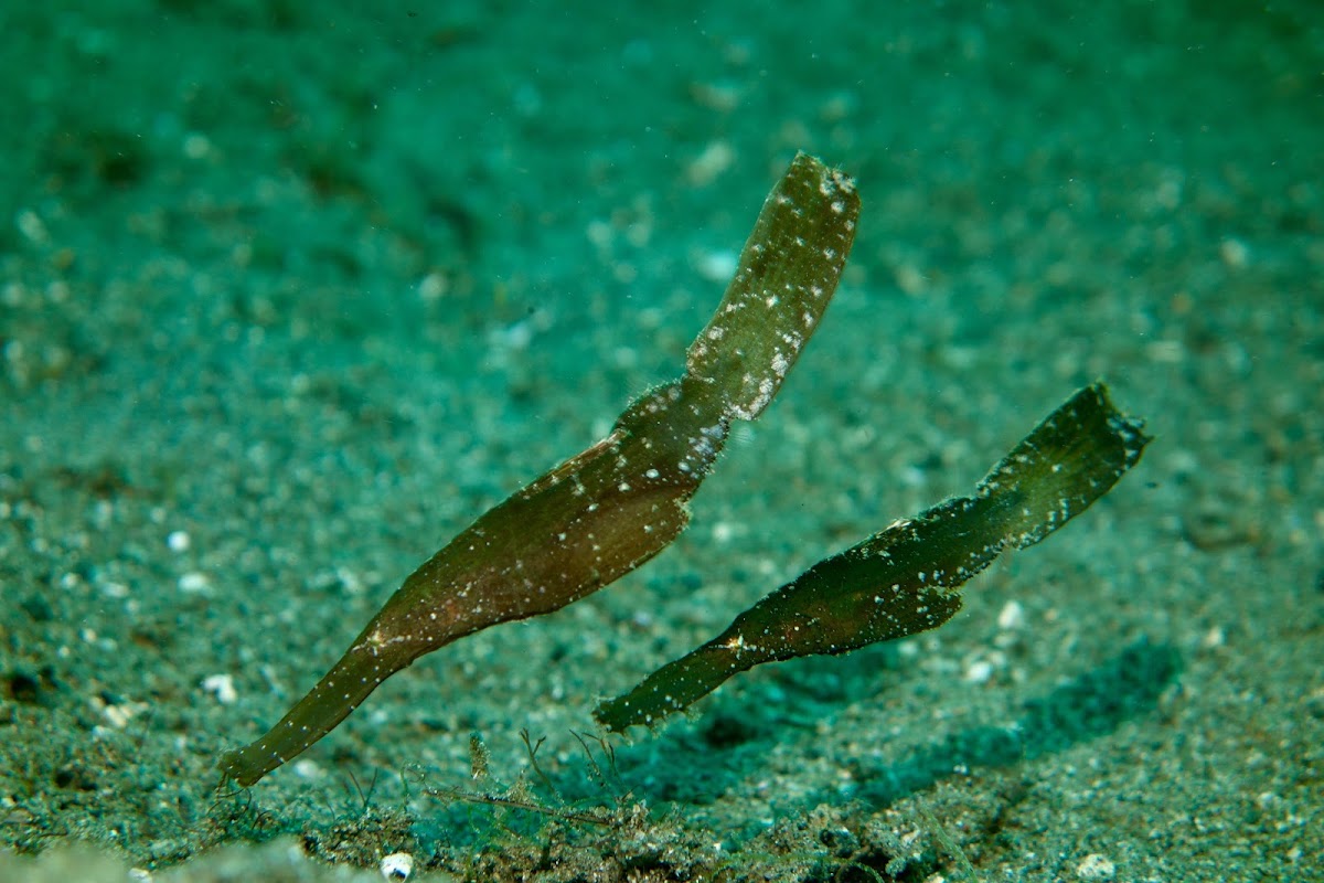 Robust Ghostpipefish